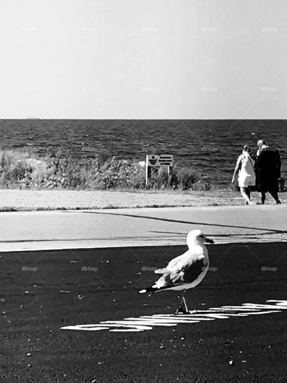 Seagull watching 