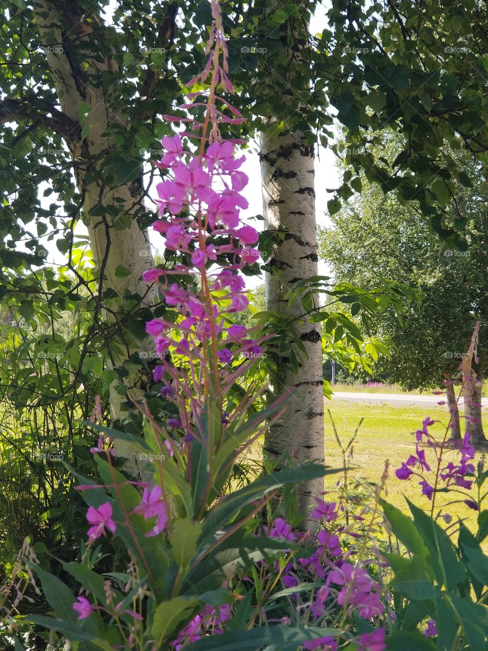 taller fireweed between two birch trees