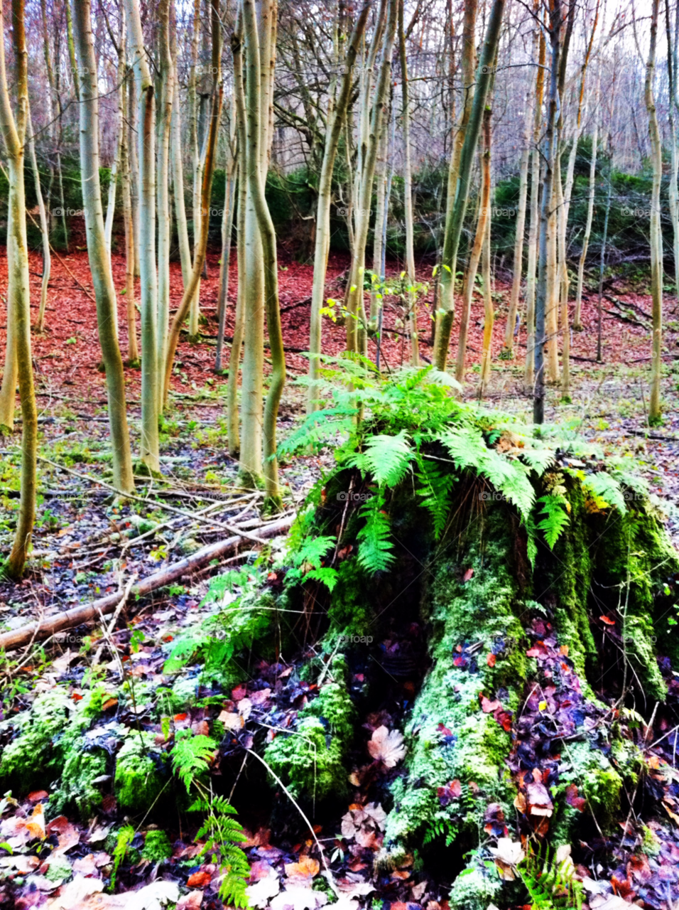 norbury woods surrey england uk winter green orange by empireog