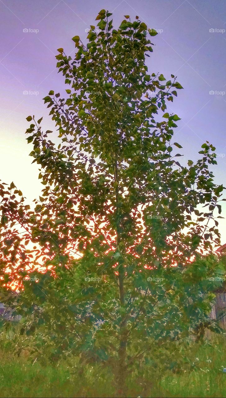 poplar sunset