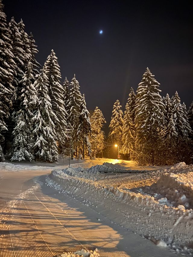 Forest