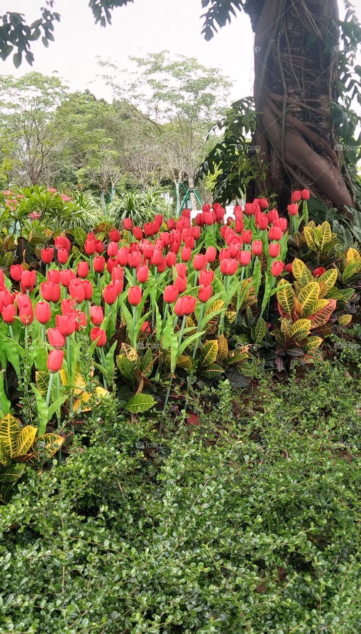 Tulip under the tree