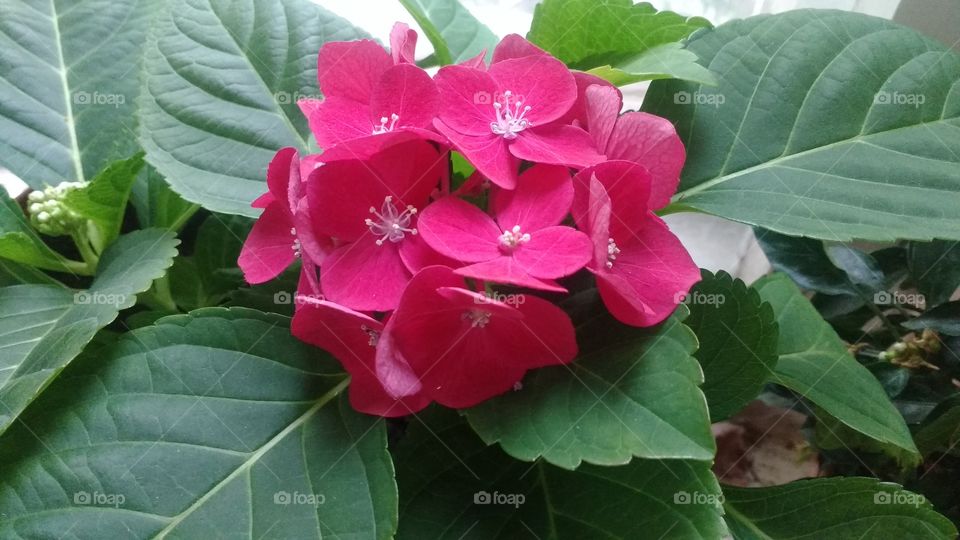 hydrangea