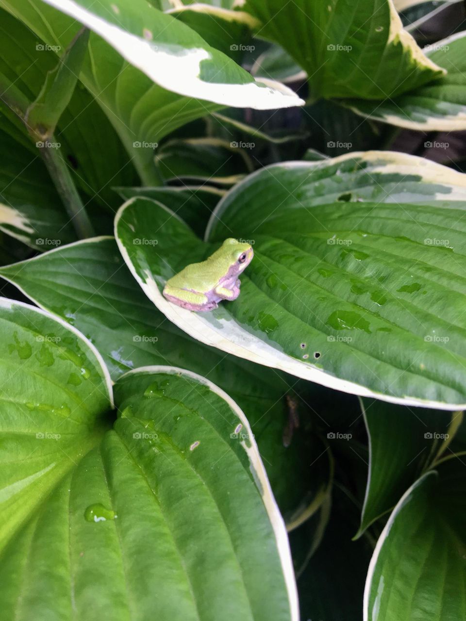 Green tree frog perched on a hosta leaf