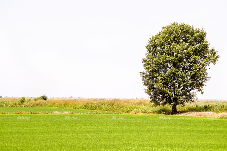 A green field landscape