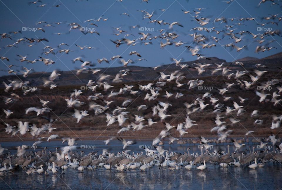 Snow geese (Anser caerulescens) and Sandhill cranes (Antigone canadensis) flaying in Rio Grande 