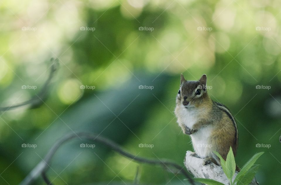 Chipmunk out and about