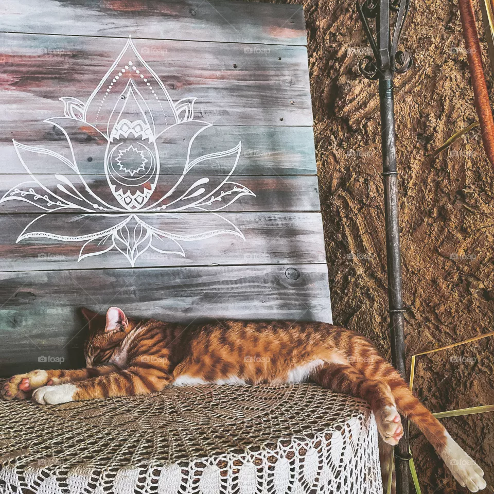 Sleeping cat
