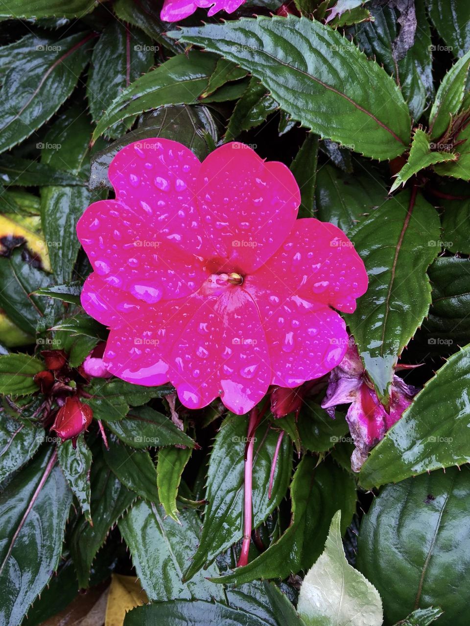 Pink flower in the rain
