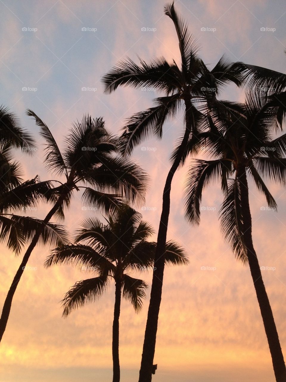 Low angle view of a palm tree