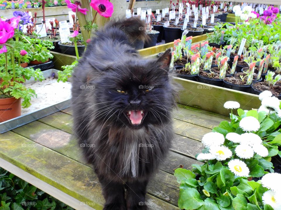 Meow - looking more dangerous than it is!