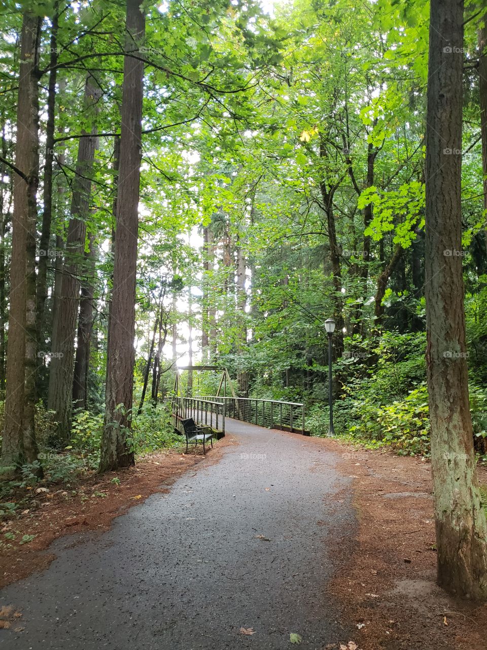 Bridge on forest path