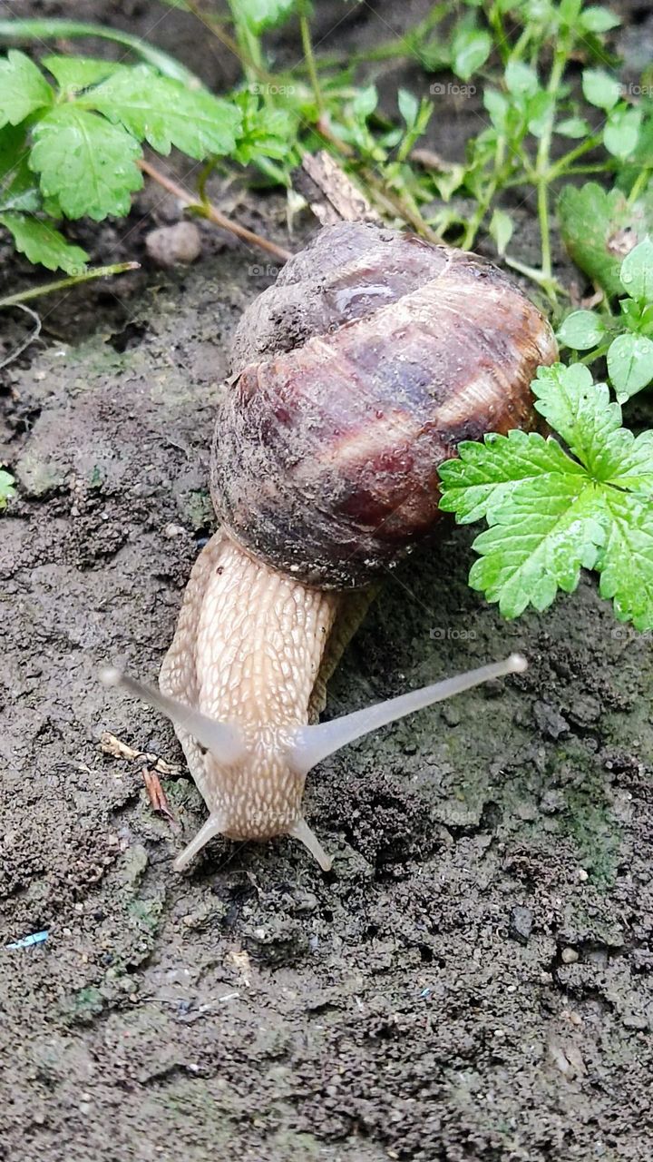 snail