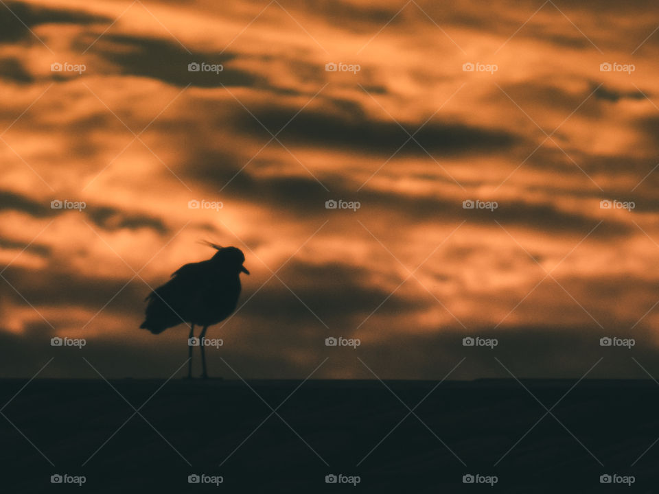 Bird watching the sunset