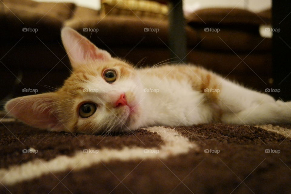 Relaxing Kitten
