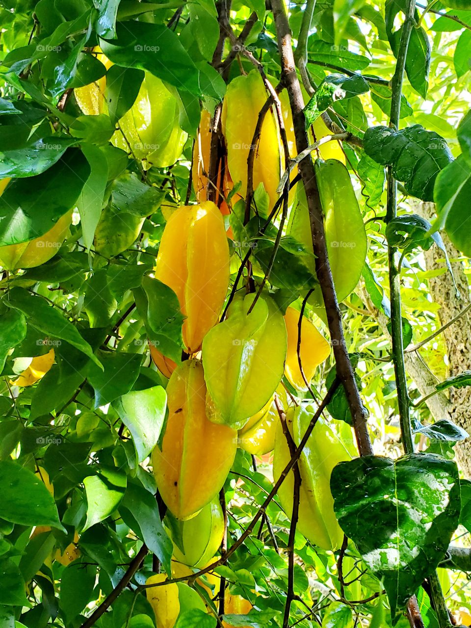 carmbolas exotic starfruits