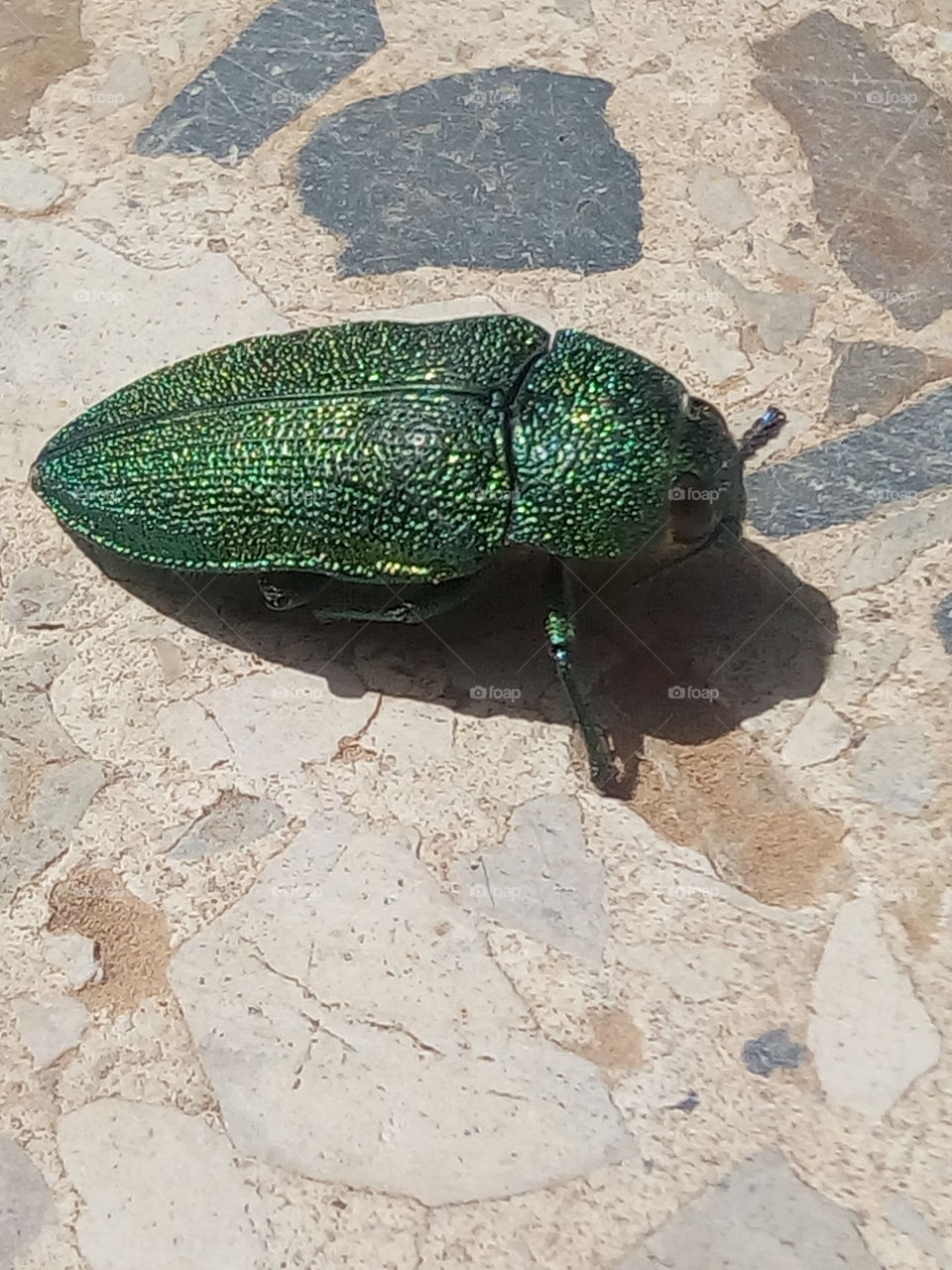 jewel Beetle