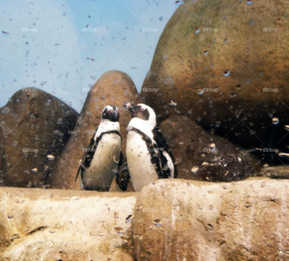 two penguins in enclosed rocky habitat