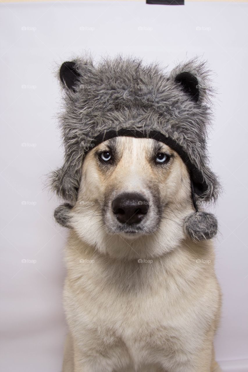 Wolf hat