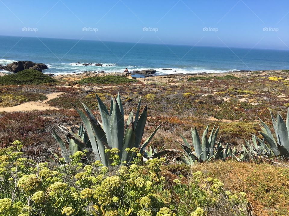 Cactus and ocean