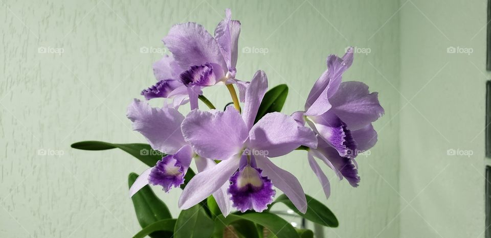 orquídea