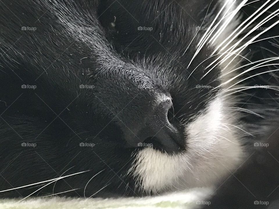 Close up of a black and white cat sleeping