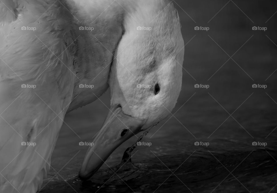 Duck in black and white enjoying the water