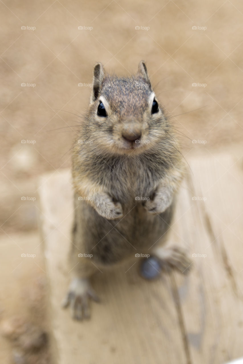 Cute squirrel 