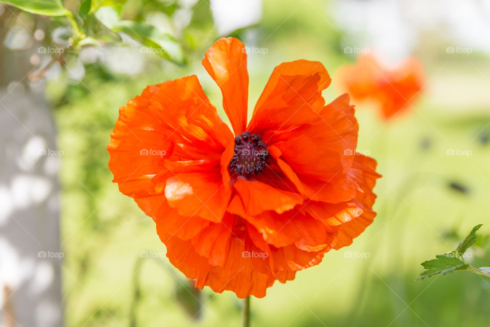 Closeup of red orange poppy flower 