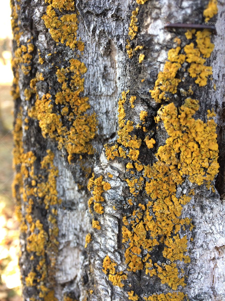 Lichen on tree bark 