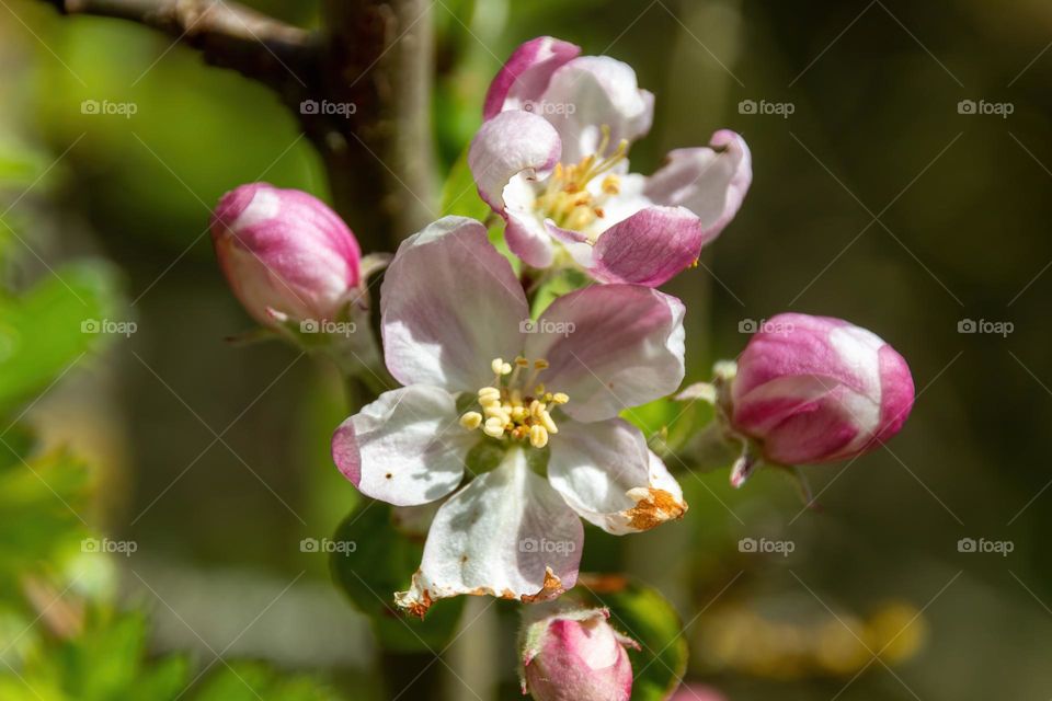 Close-up of pink cherry blossoms