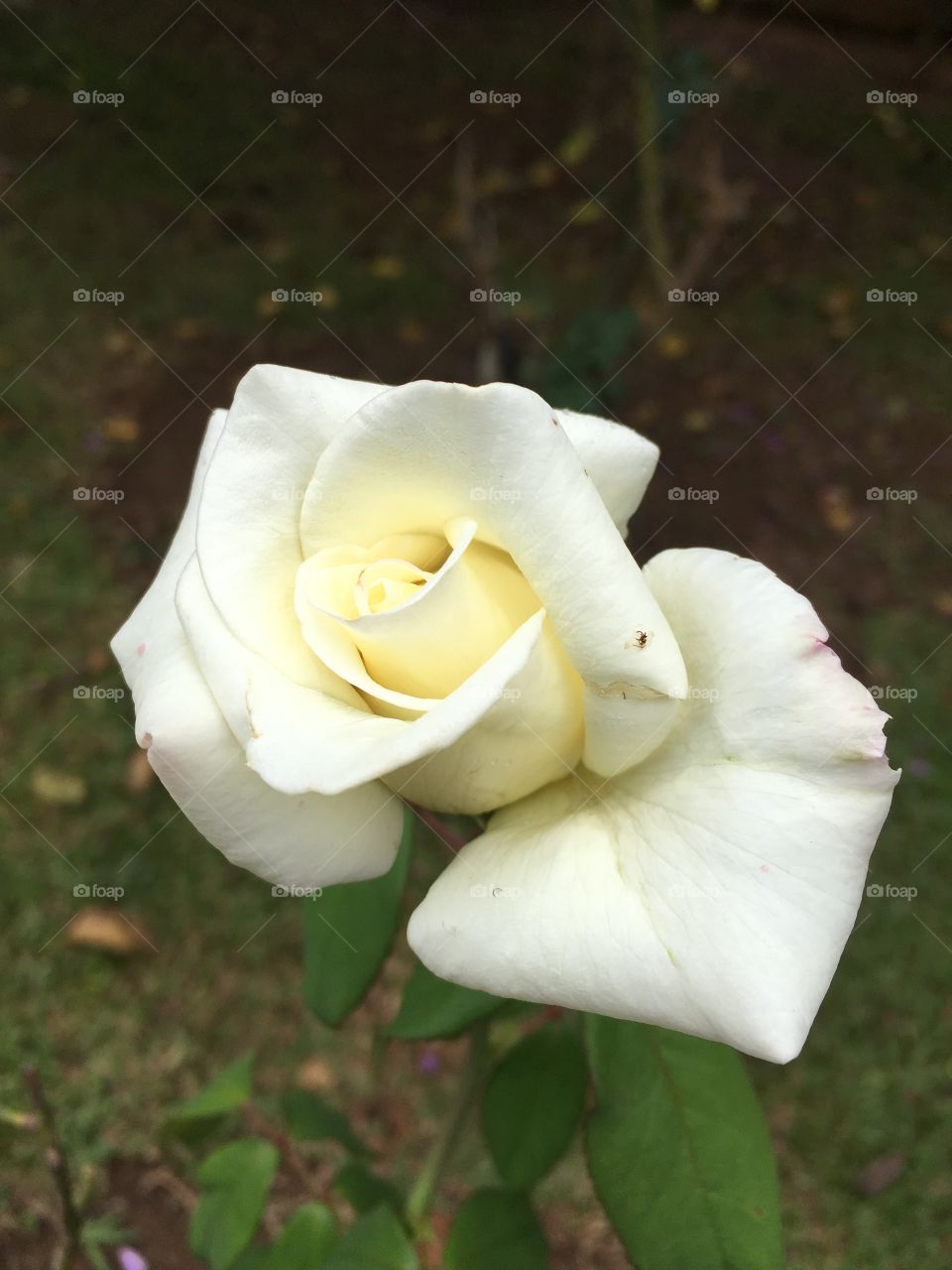 🌺Fim de #cooper!
Suado, cansado e feliz, alongando e curtindo a beleza das #flores (essa tem o #perfume de baunilha)!
🏁
#corrida #treino #flor #flowers #pétalas #jardim #jardinagem #garden #flora #run #running #esporte 