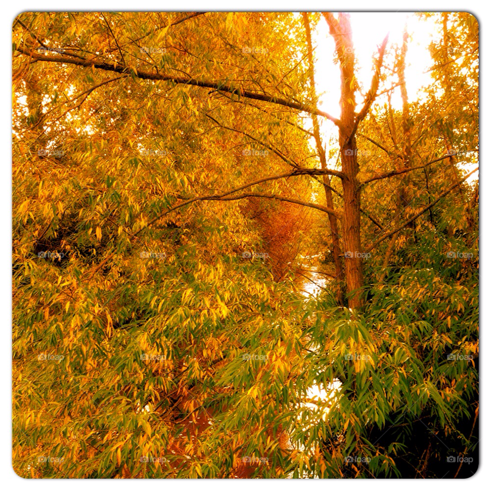 trees leaves autumn river by renovatio.28