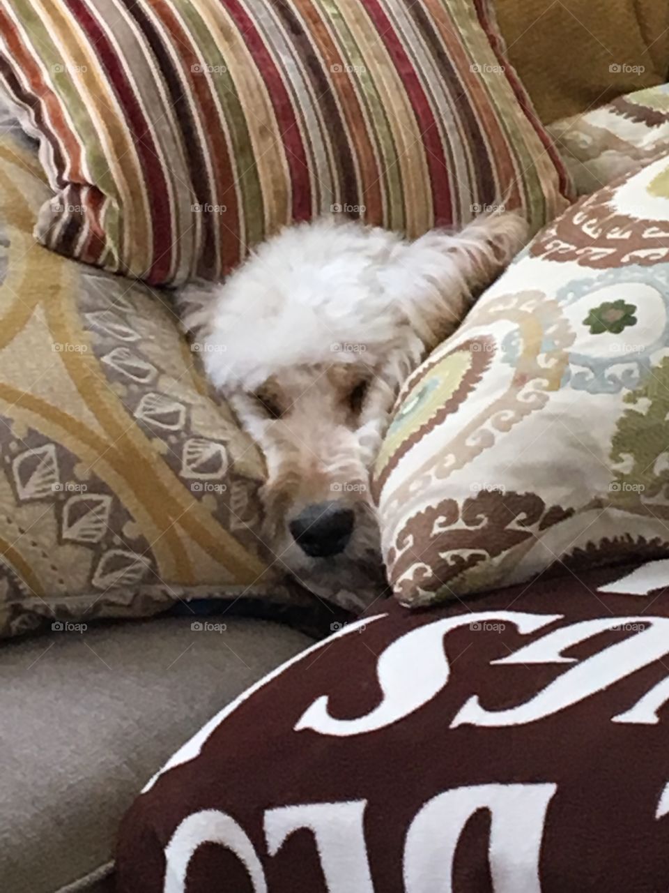 Dog between pillows