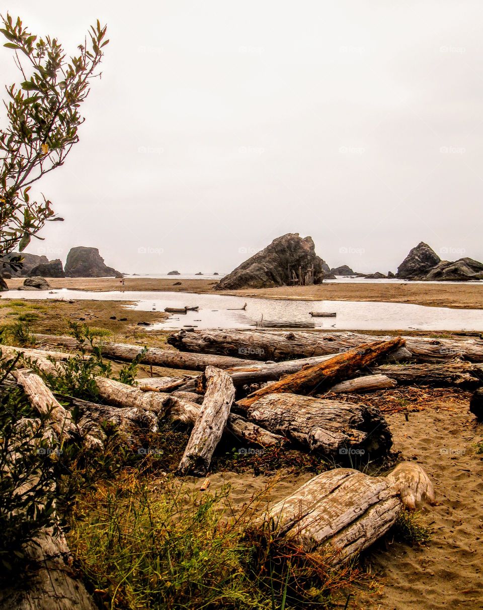 Rustic Driftwood Scene on the Beach "Adventure Awaits"