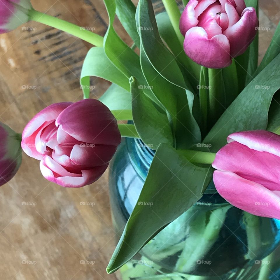 Closeup of Pink Tulips in a Blue Canning Jar. View of Pink Tulip Bouquet from Above.
