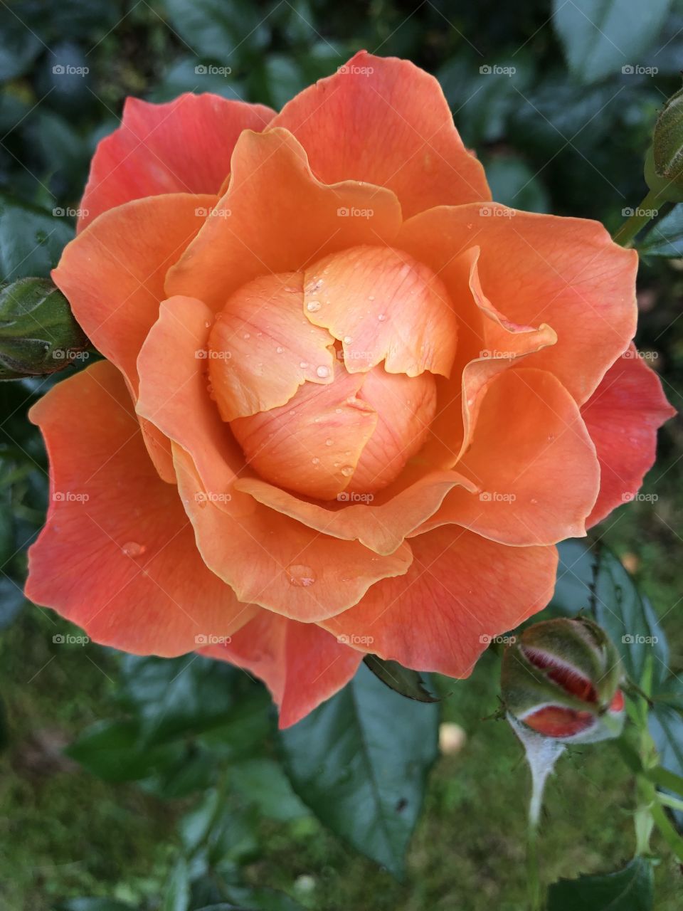 This orange and peach rose is simply perfect for the eye to enjoy and has new babies on the way.