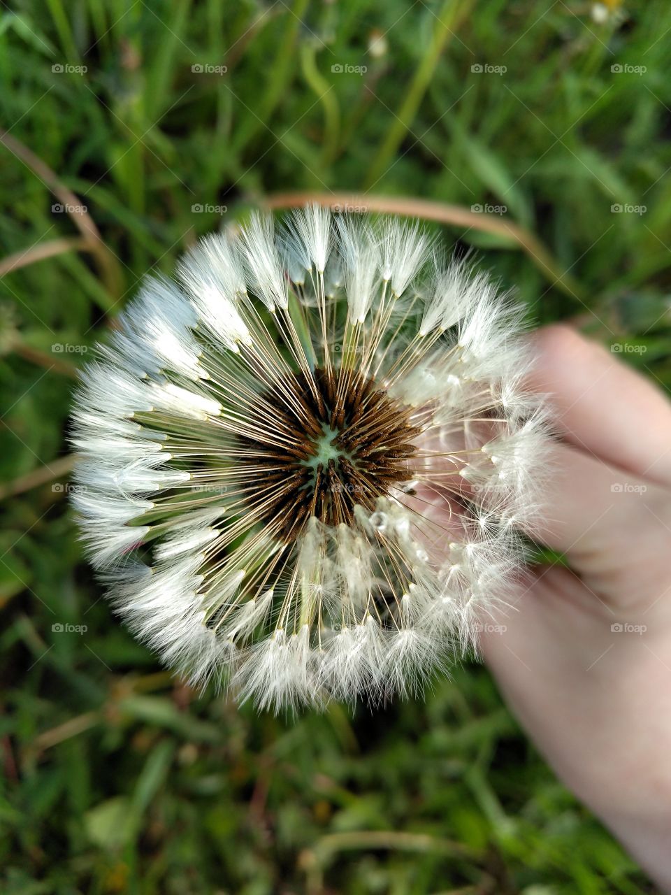 dandelion