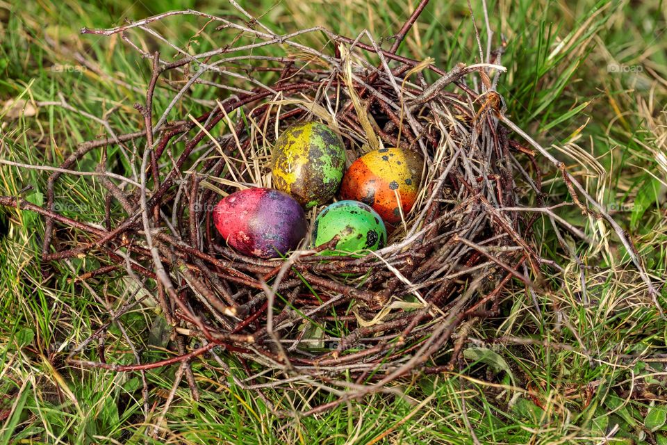 Bird nest with colored eggs