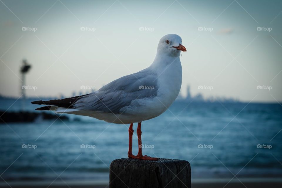 Seagull on a pole