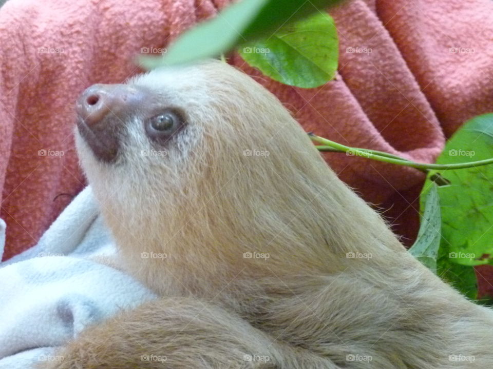 babys sloth