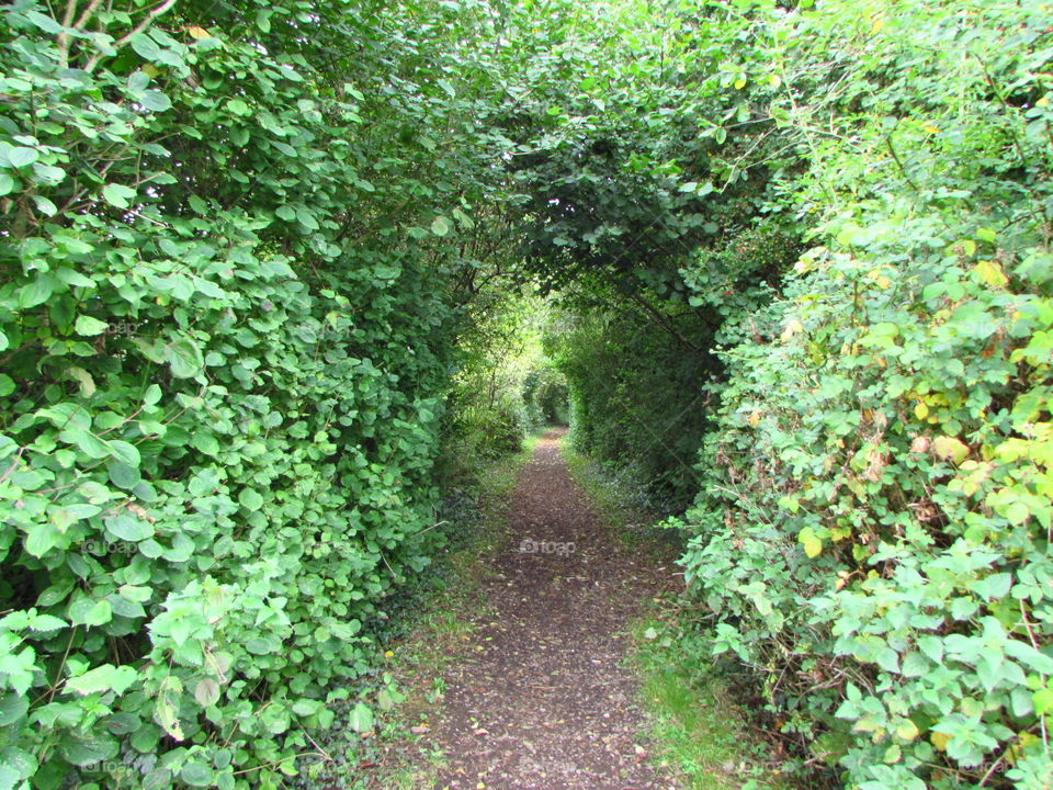 the never ending leafy tunnel