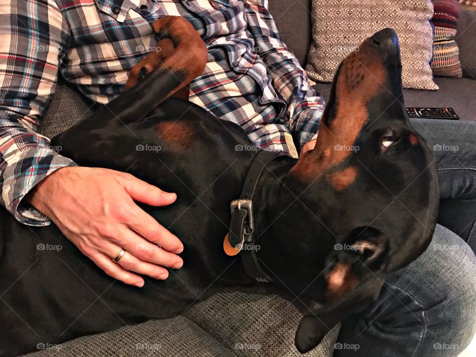 Dobermann