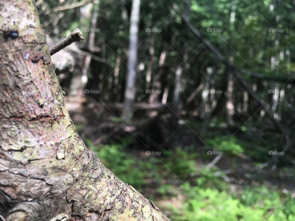 Wood, Tree, Nature, Trunk, Leaf