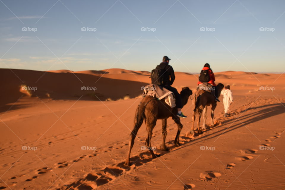 Couple riding arabian camels, Sahara, Morroco