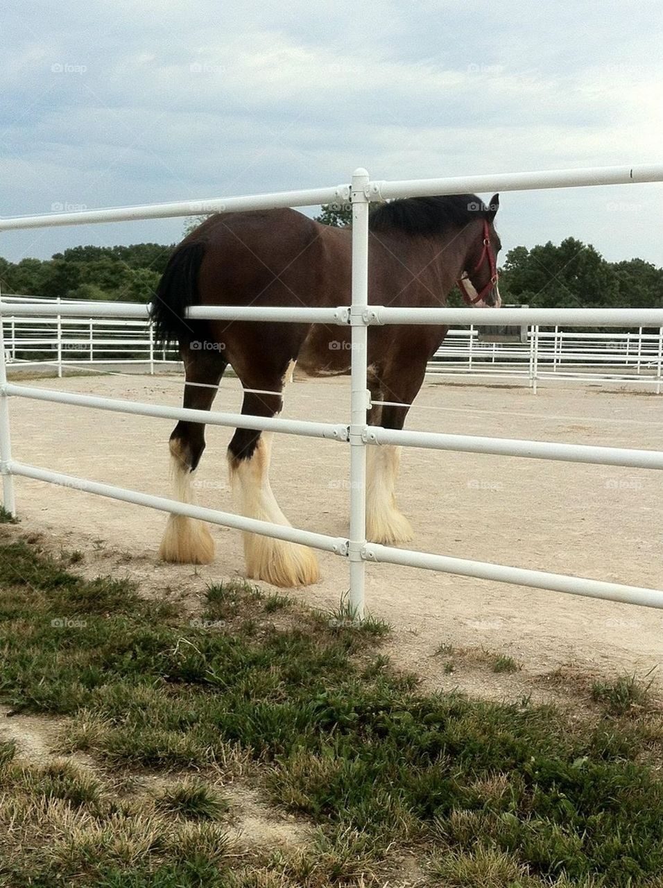 Clydesdale Turns Tail