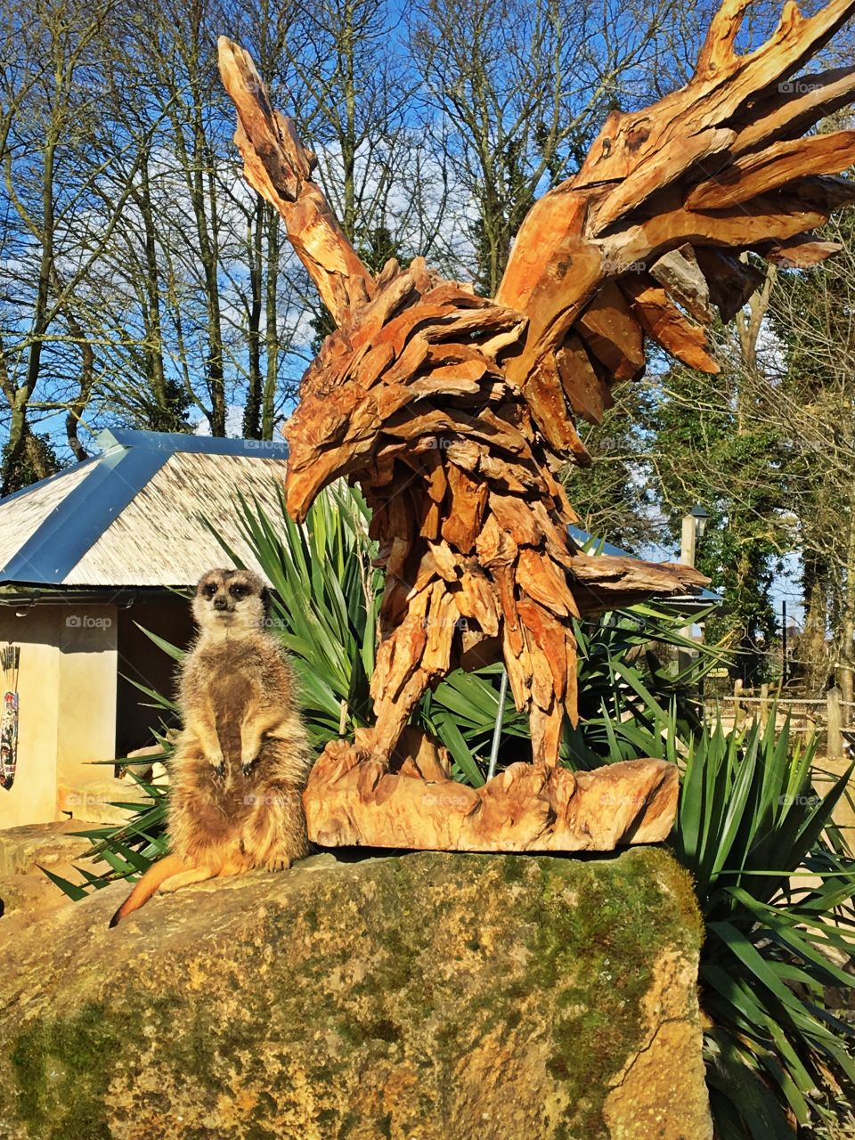 Brave meerkat sunbathing with an eagle sculpture 