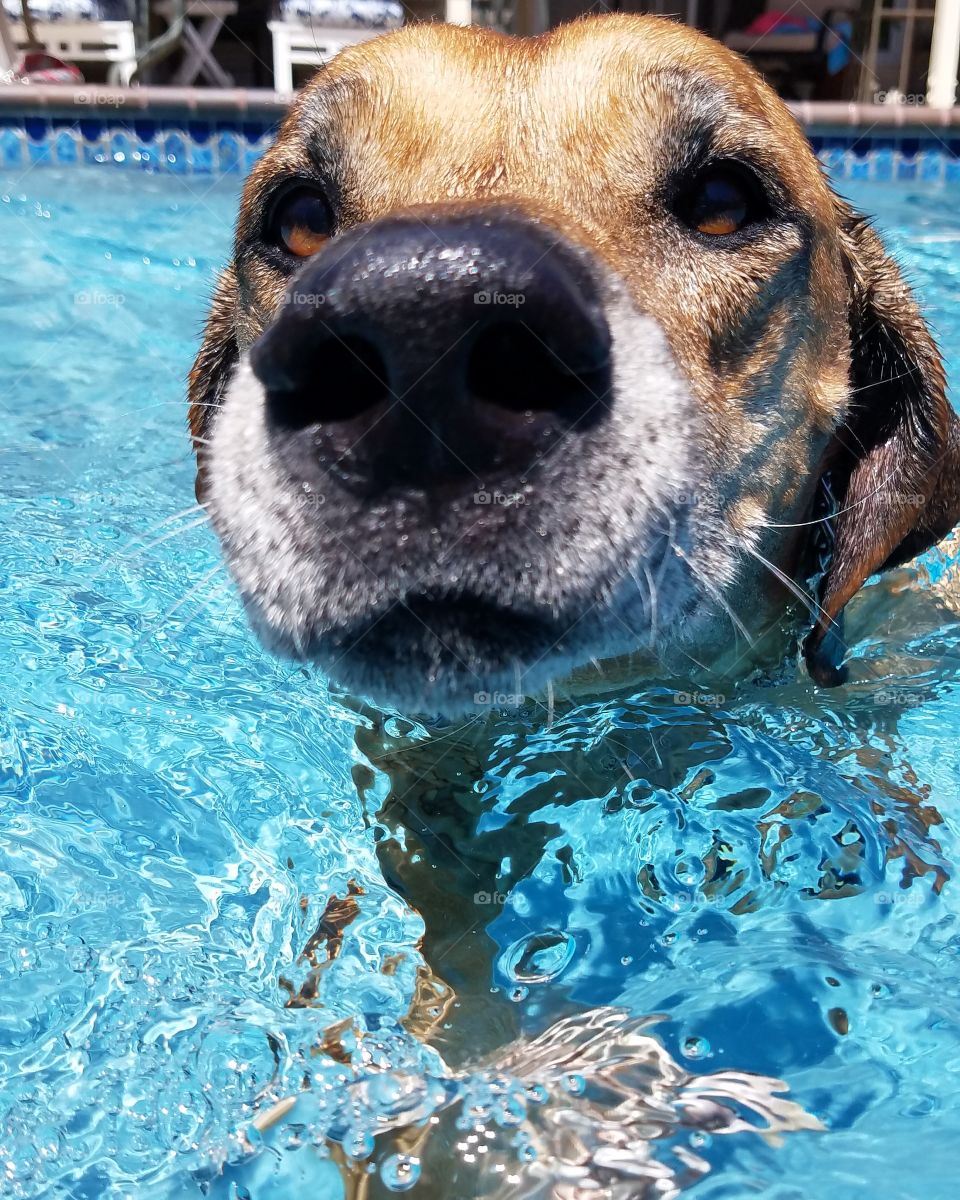 doggie paddle and nose flare