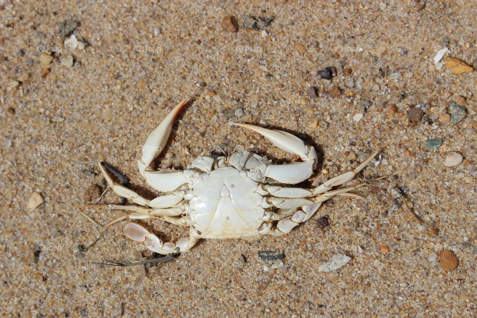Crab