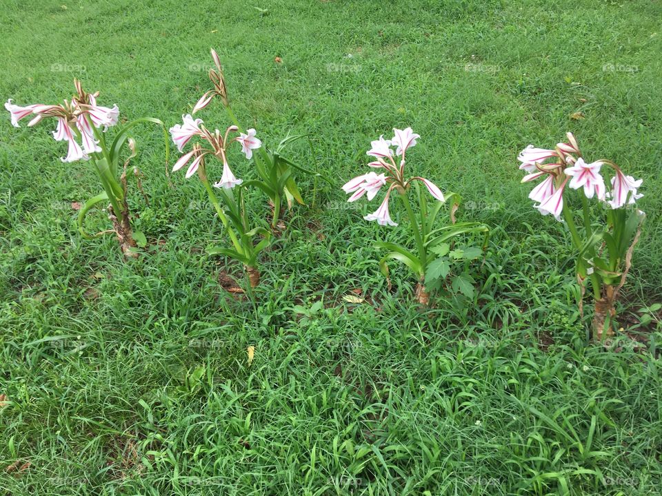 I love my new lilies they have perked up this area of the yard. Slowly I will add to it.